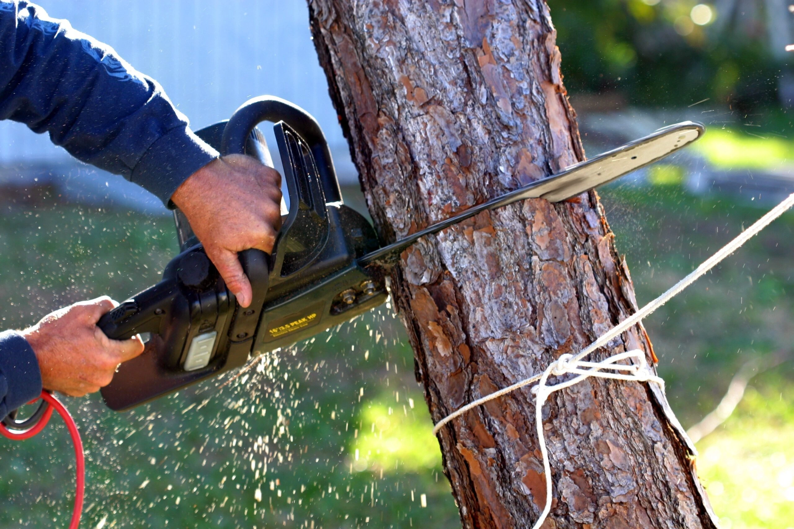 Gallery Image: Tree service in Meadow Vista CA | Brothers Cisco Tree Service