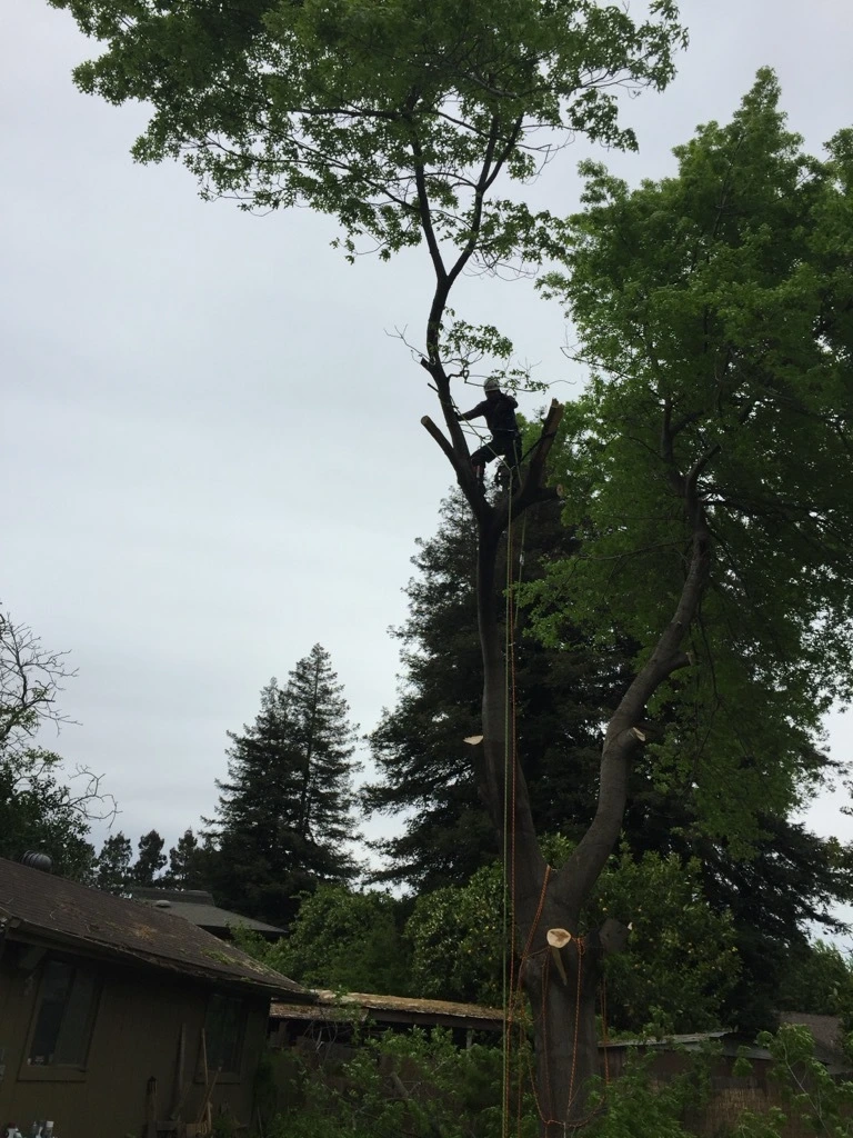 Gallery Image: Tree service in Meadow Vista CA | Brothers Cisco Tree Service