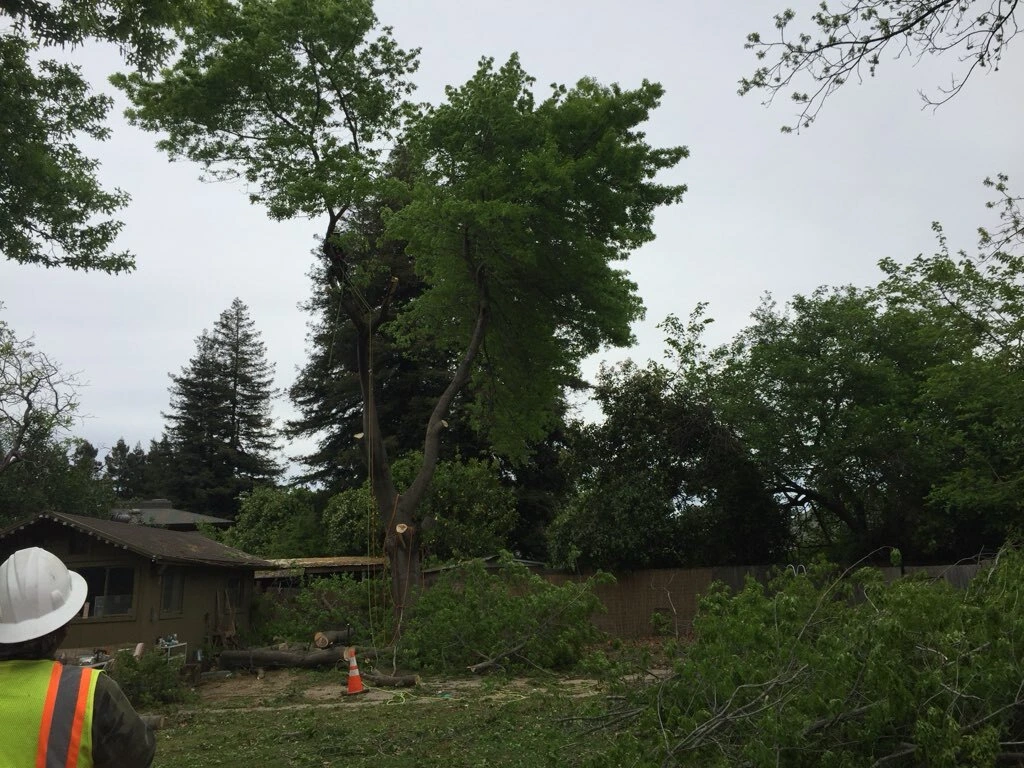 Gallery Image: Tree service in Meadow Vista CA | Brothers Cisco Tree Service