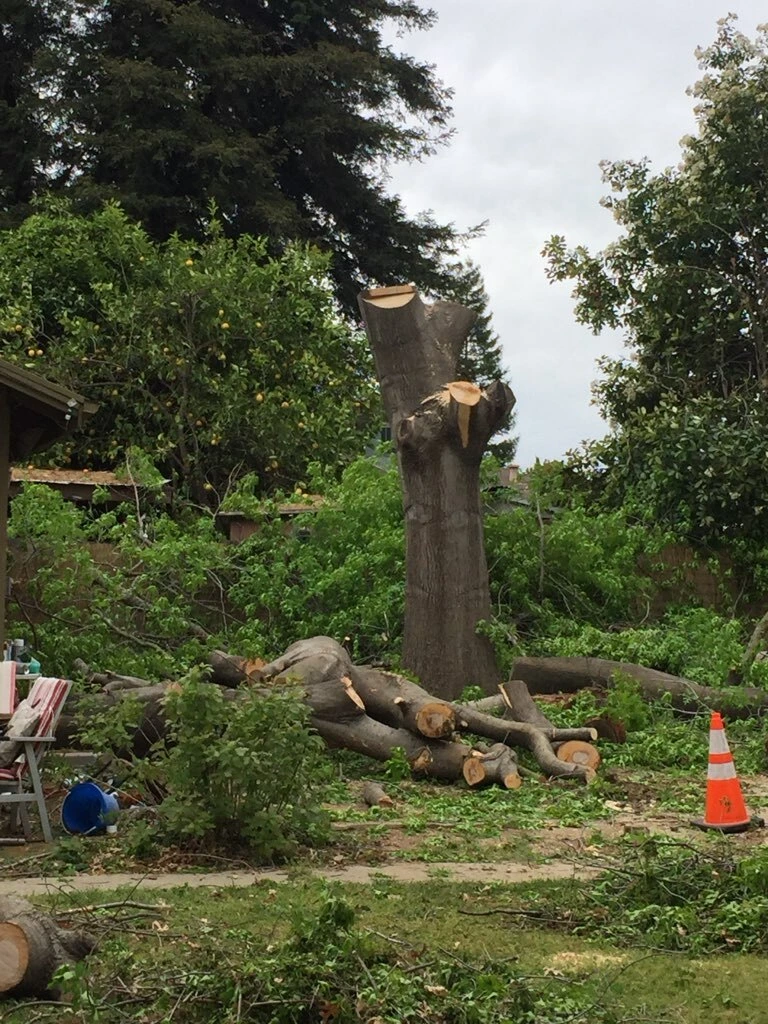 Gallery Image: Tree service in Meadow Vista CA | Brothers Cisco Tree Service