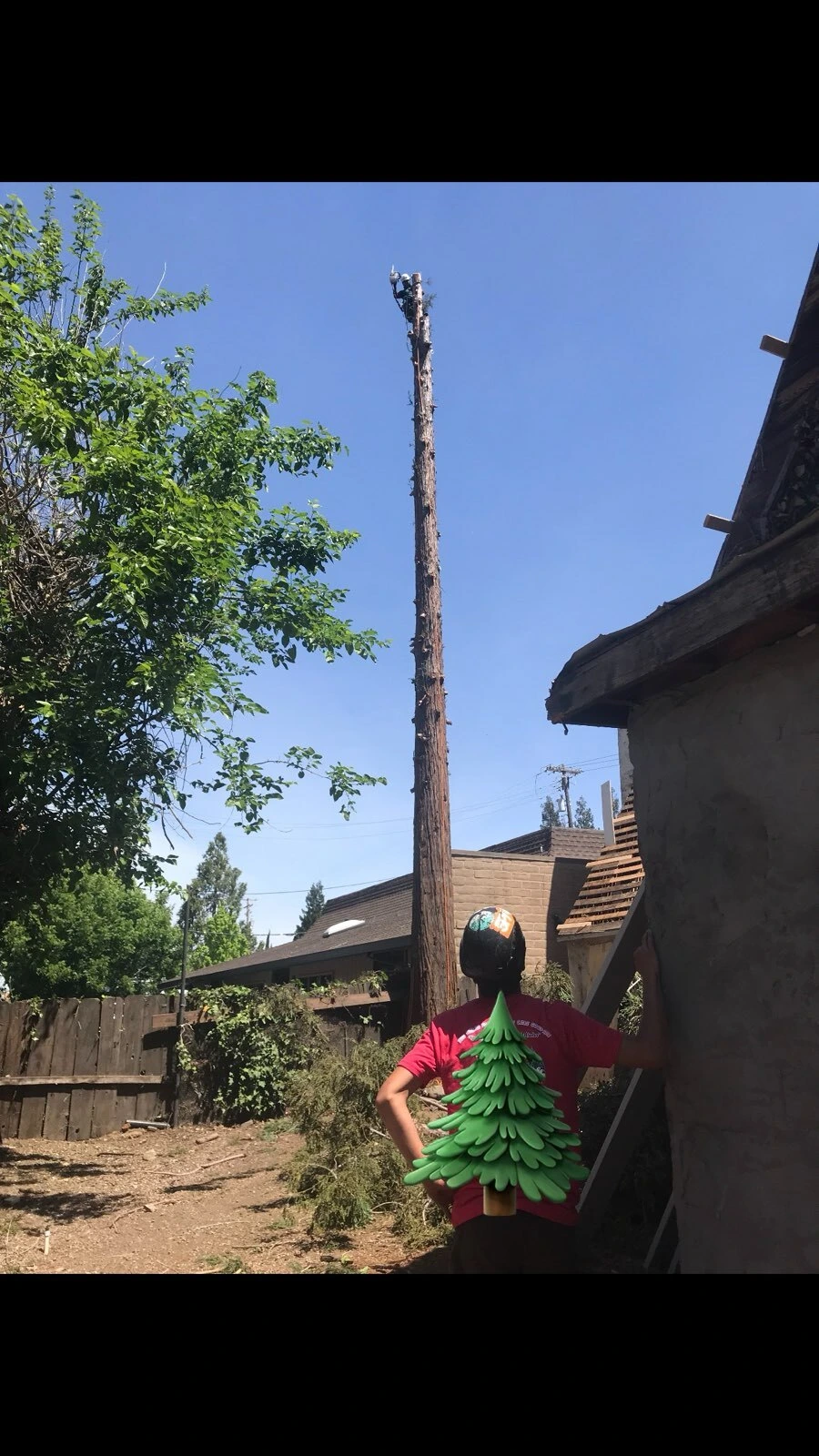 Gallery Image: Tree service in Meadow Vista CA | Brothers Cisco Tree Service