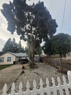 Gallery Image: Tree service in Meadow Vista CA | Brothers Cisco Tree Service