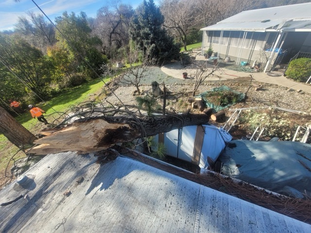 Gallery Image: Tree service in Meadow Vista CA | Brothers Cisco Tree Service