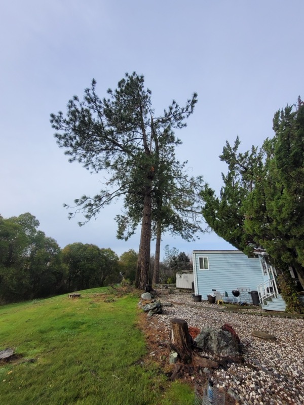 Gallery Image: Tree service in Meadow Vista CA | Brothers Cisco Tree Service