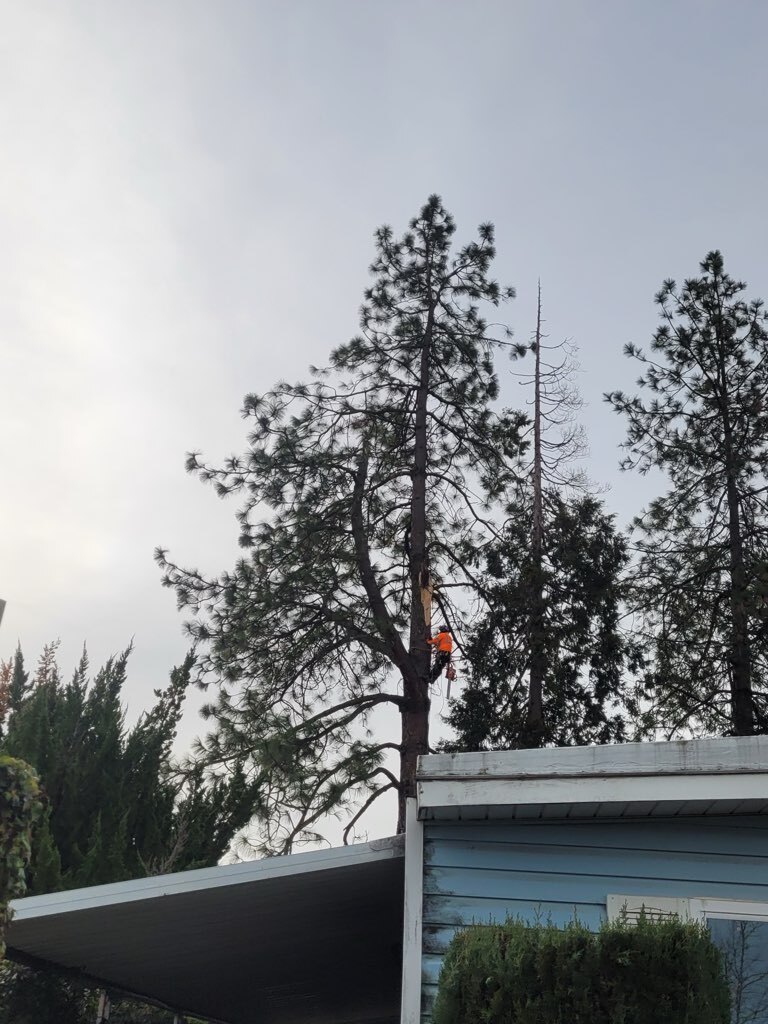 Gallery Image: Tree service in Meadow Vista CA | Brothers Cisco Tree Service