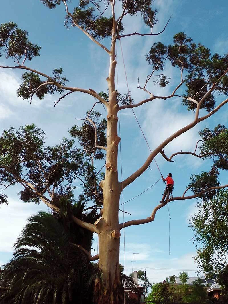 Gallery Image: Tree service in Meadow Vista CA | Brothers Cisco Tree Service