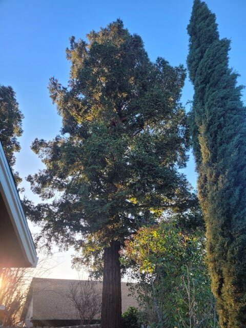 Gallery Image: Tree service in Meadow Vista CA | Brothers Cisco Tree Service