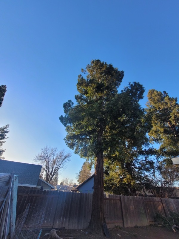 Gallery Image: Tree service in Meadow Vista CA | Brothers Cisco Tree Service