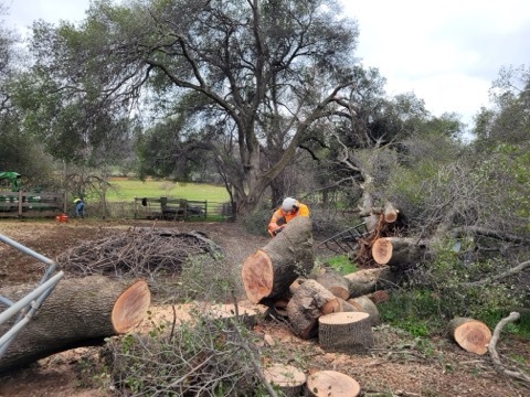 Gallery Image: Tree service in Meadow Vista CA | Brothers Cisco Tree Service