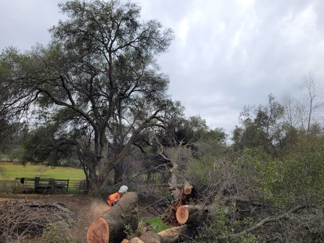 Gallery Image: Tree service in Meadow Vista CA | Brothers Cisco Tree Service
