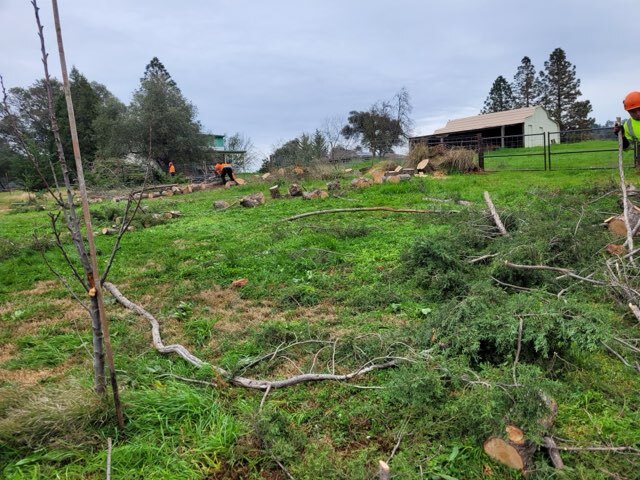 Gallery Image: Tree service in Meadow Vista CA | Brothers Cisco Tree Service