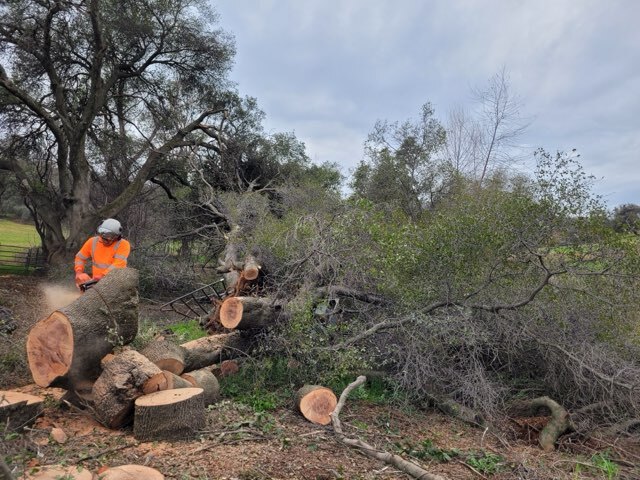 Gallery Image: Tree service in Meadow Vista CA | Brothers Cisco Tree Service