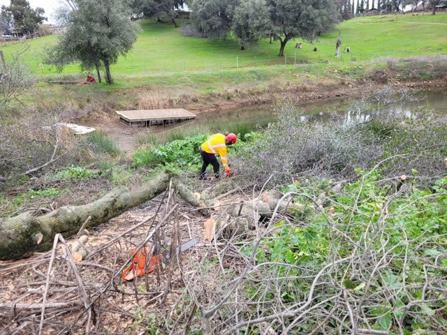 Gallery Image: Tree service in Meadow Vista CA | Brothers Cisco Tree Service