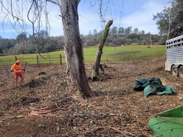 Gallery Image: Tree service in Meadow Vista CA | Brothers Cisco Tree Service