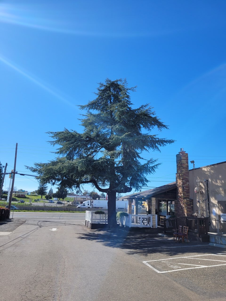 Gallery Image: Tree service in Meadow Vista CA | Brothers Cisco Tree Service