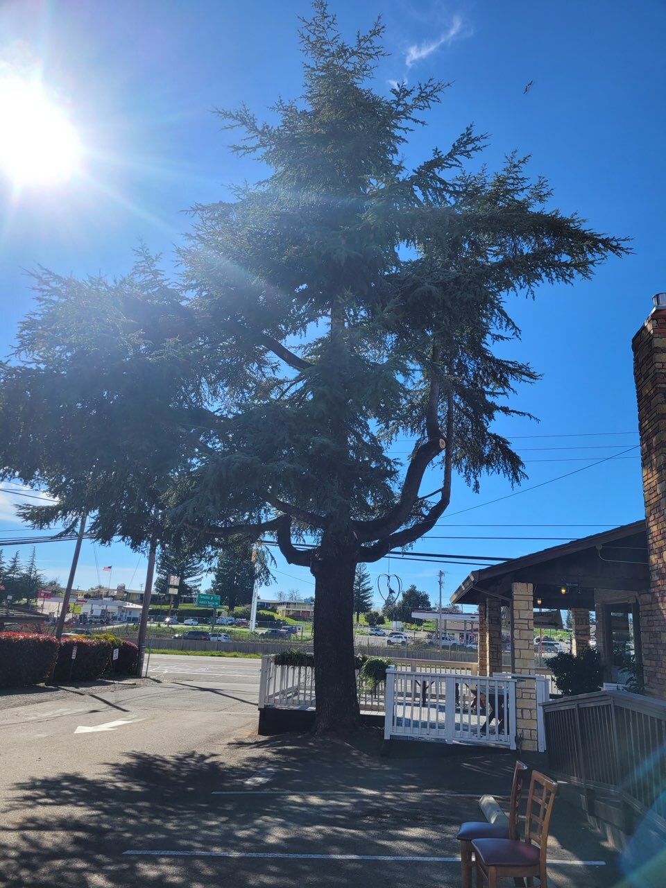 Gallery Image: Tree service in Meadow Vista CA | Brothers Cisco Tree Service