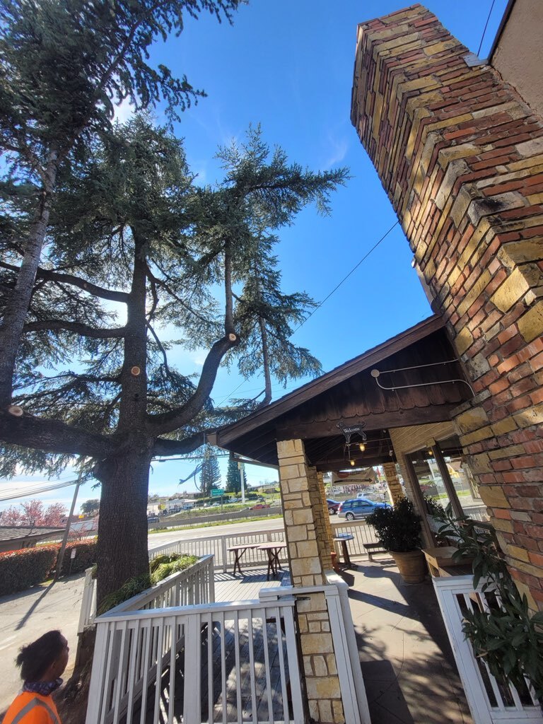 Gallery Image: Tree service in Meadow Vista CA | Brothers Cisco Tree Service