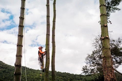 Gallery Image: Tree service in Meadow Vista CA | Brothers Cisco Tree Service