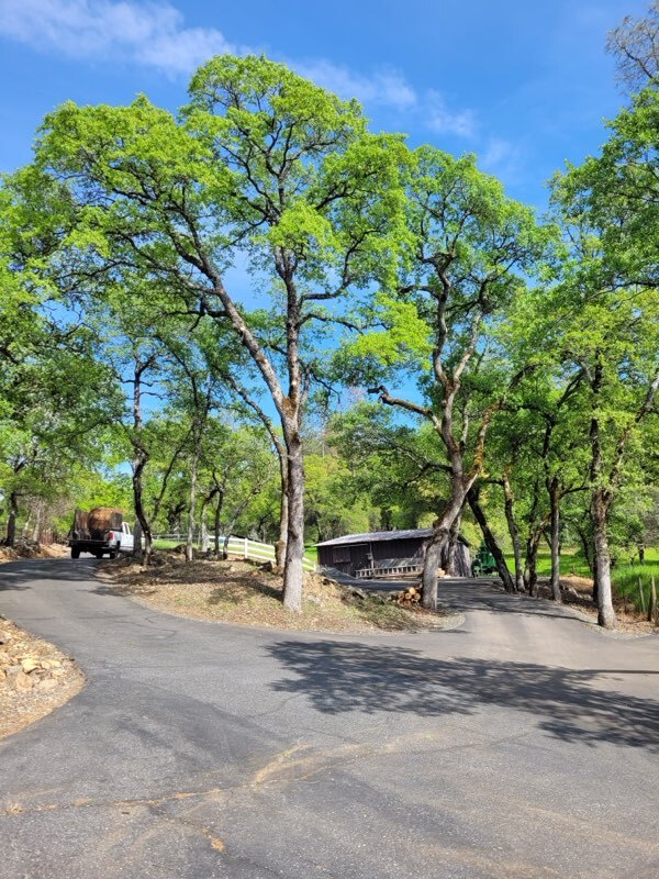 Gallery Image: Tree service in Meadow Vista CA | Brothers Cisco Tree Service