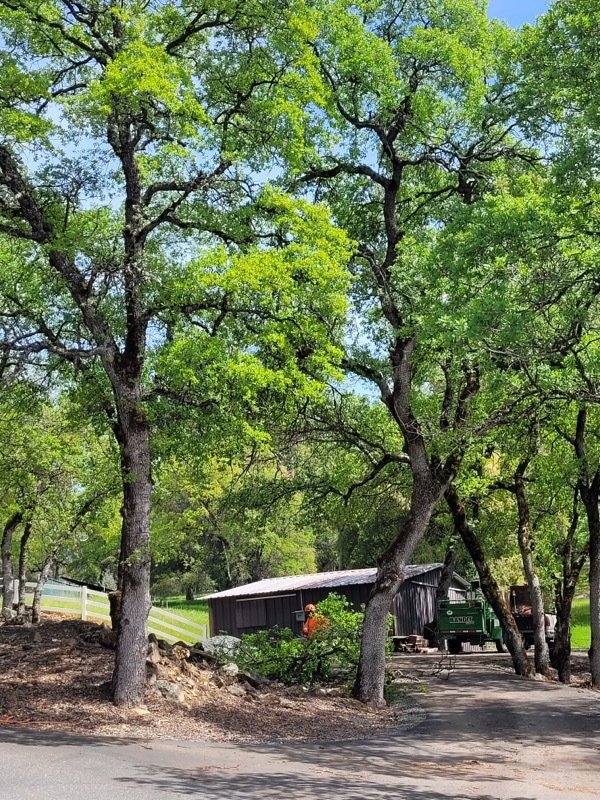 Gallery Image: Tree service in Meadow Vista CA | Brothers Cisco Tree Service