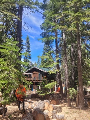 Gallery Image: Tree service in Meadow Vista CA | Brothers Cisco Tree Service