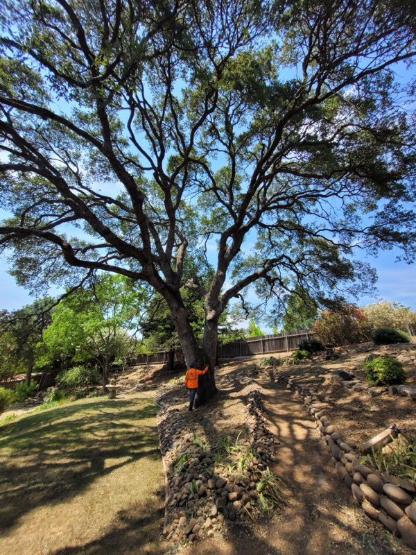 Gallery Image: Tree service in Meadow Vista CA | Brothers Cisco Tree Service