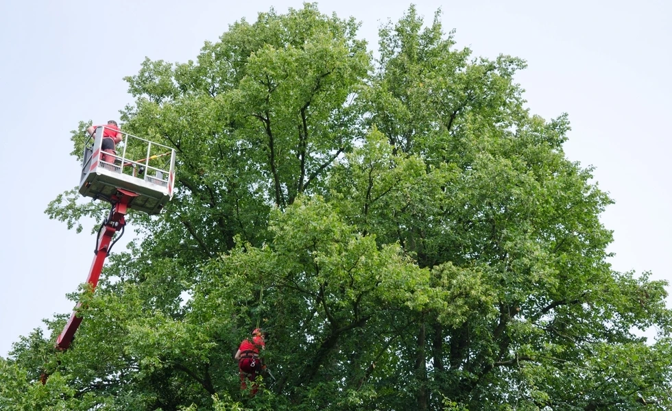 Gallery Image: Tree service in Meadow Vista CA | Brothers Cisco Tree Service