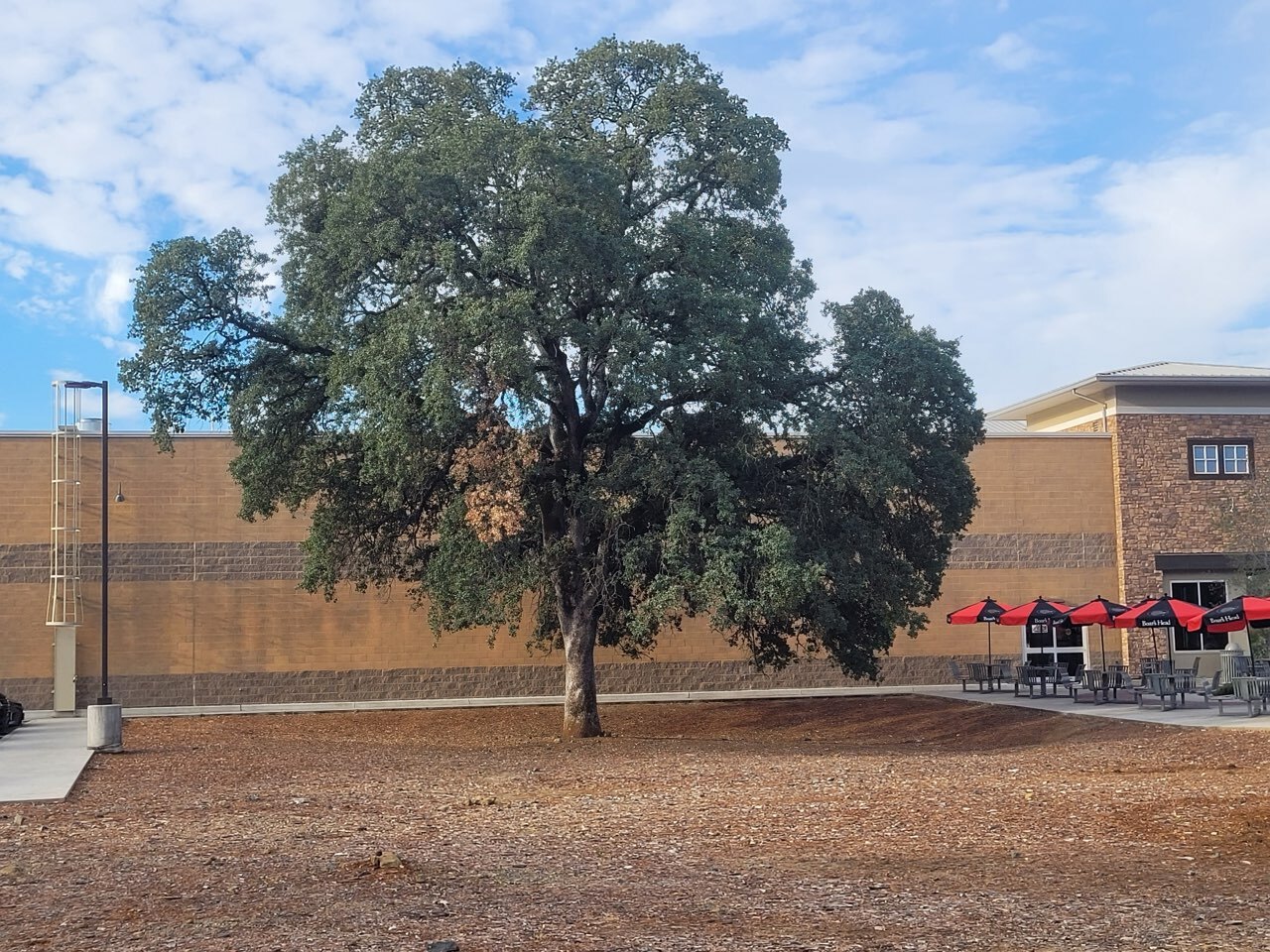 Gallery Image: Tree service in Meadow Vista CA | Brothers Cisco Tree Service