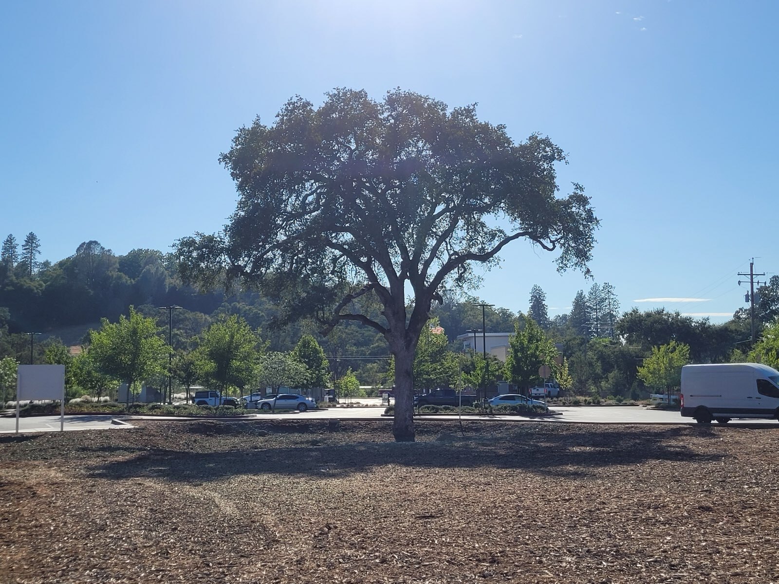 Gallery Image: Tree service in Meadow Vista CA | Brothers Cisco Tree Service