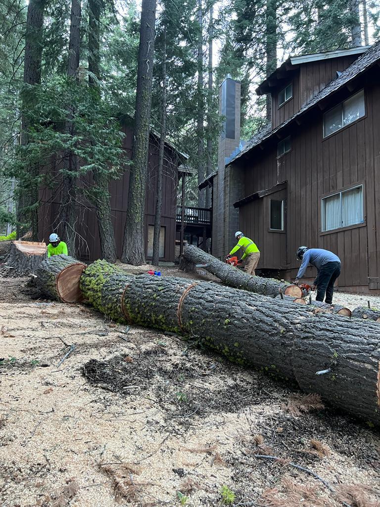 Gallery Image: Tree service in Meadow Vista CA | Brothers Cisco Tree Service