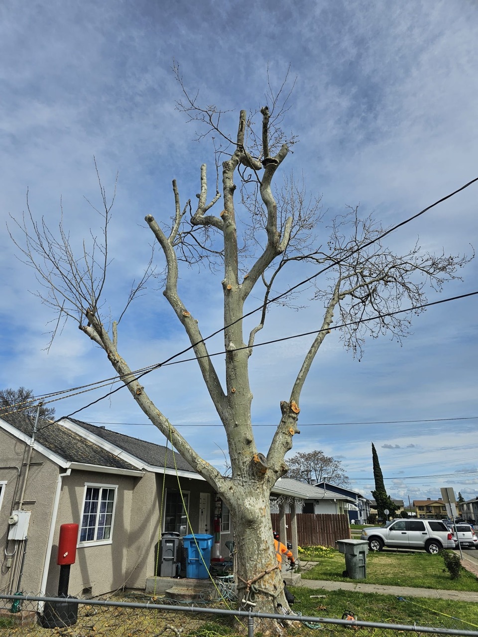 Gallery Image: Tree service in Meadow Vista CA | Brothers Cisco Tree Service