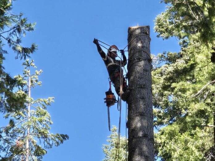 Gallery Image: Tree service in Meadow Vista CA | Brothers Cisco Tree Service