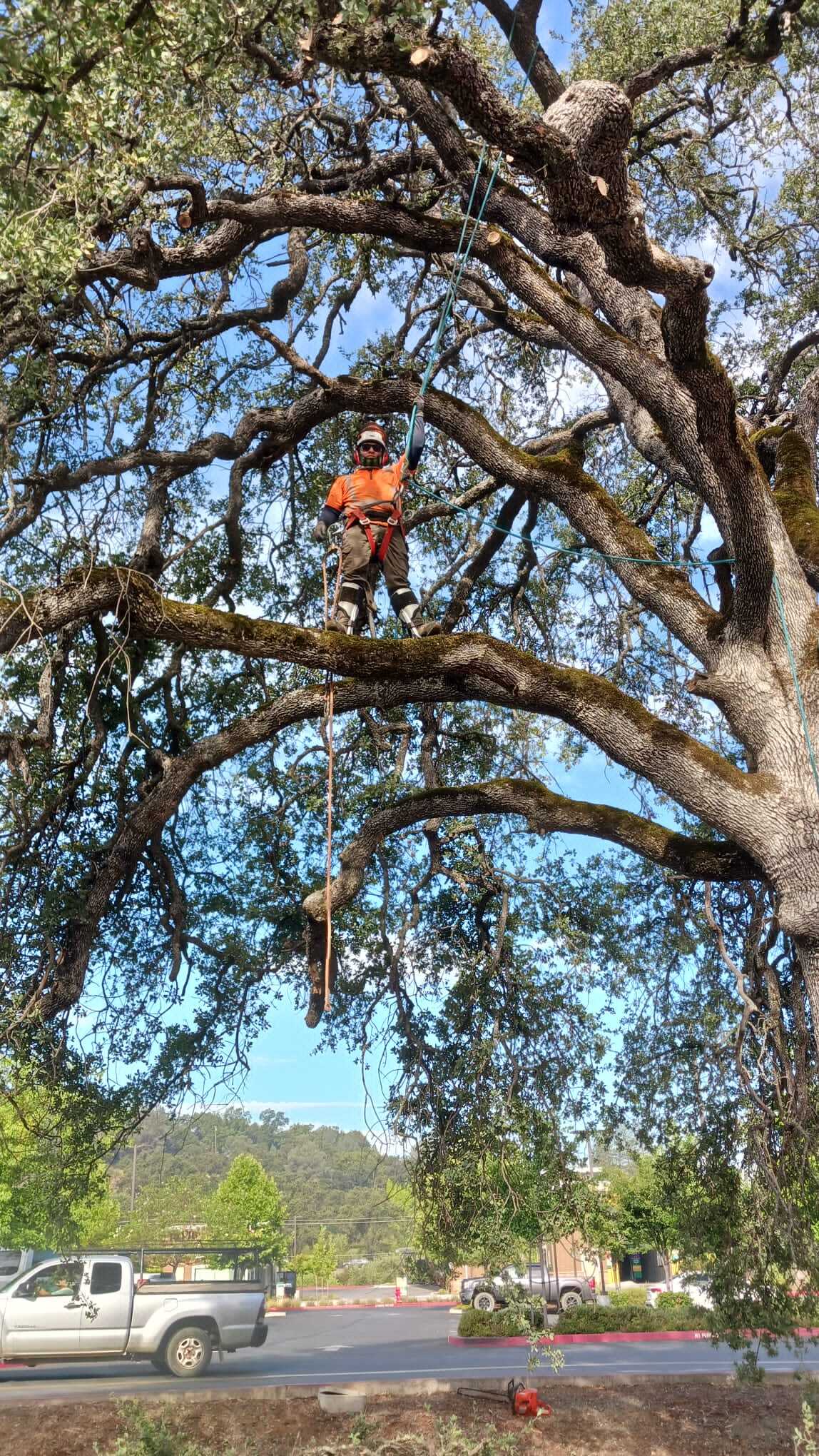 Gallery Image: Tree service in Meadow Vista CA | Brothers Cisco Tree Service