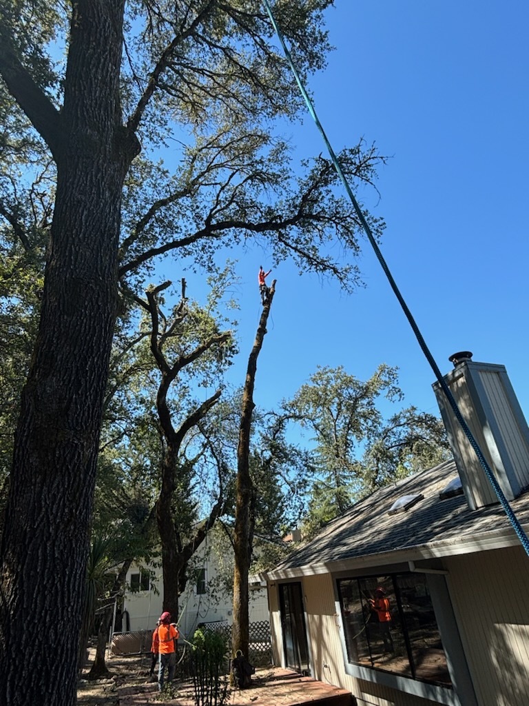 Gallery Image: Tree service in Meadow Vista CA | Brothers Cisco Tree Service