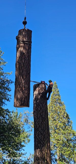 Gallery Image: Tree service in Meadow Vista CA | Brothers Cisco Tree Service