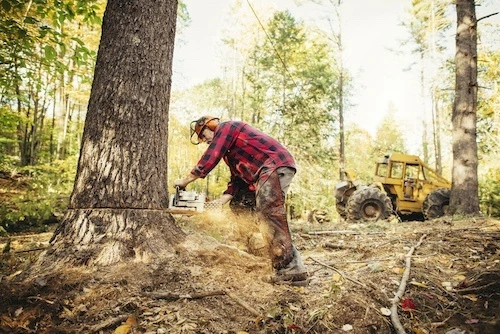 Gallery Image: Tree service in Meadow Vista CA | Brothers Cisco Tree Service