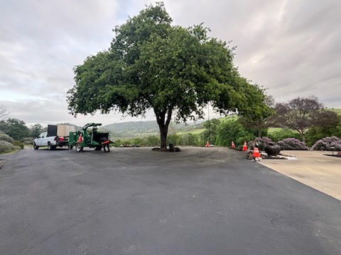 Gallery Image: Tree service in Meadow Vista CA | Brothers Cisco Tree Service