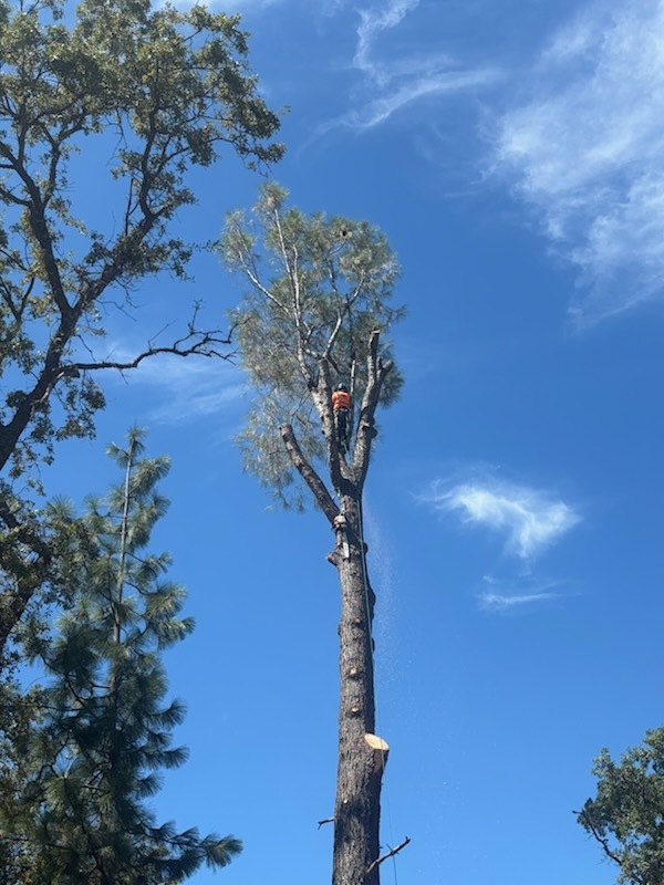 Gallery Image: Tree service in Meadow Vista CA | Brothers Cisco Tree Service