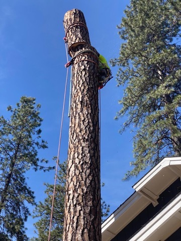 Gallery Image: Tree service in Meadow Vista CA | Brothers Cisco Tree Service