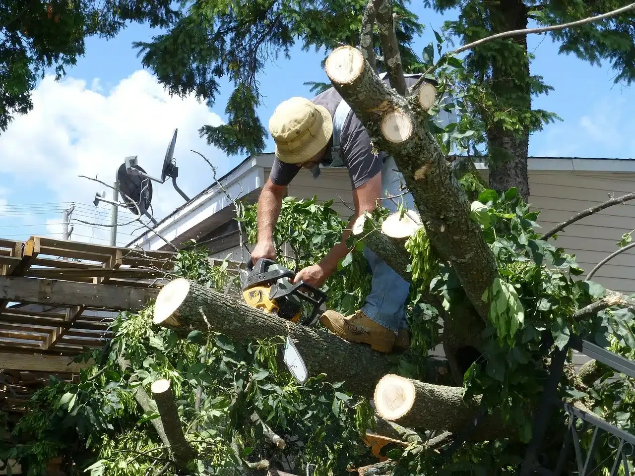 Gallery Image: Tree service in Meadow Vista CA | Brothers Cisco Tree Service