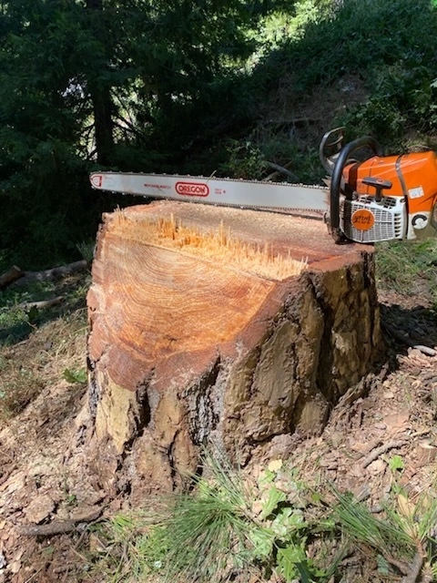Gallery Image: Tree service in Meadow Vista CA | Brothers Cisco Tree Service