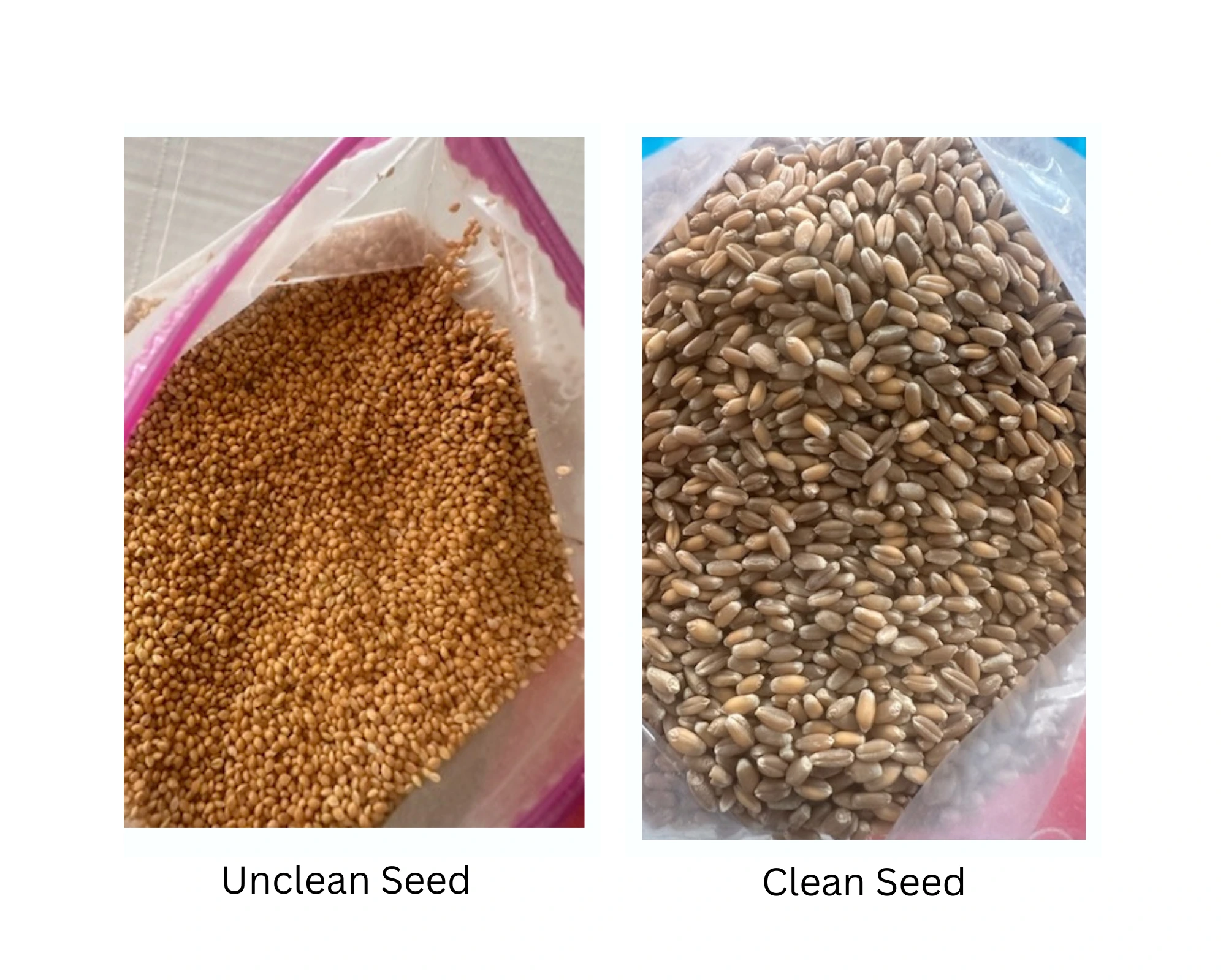 Gallery Image: Golden Waves llc Mobile Grain Cleaning