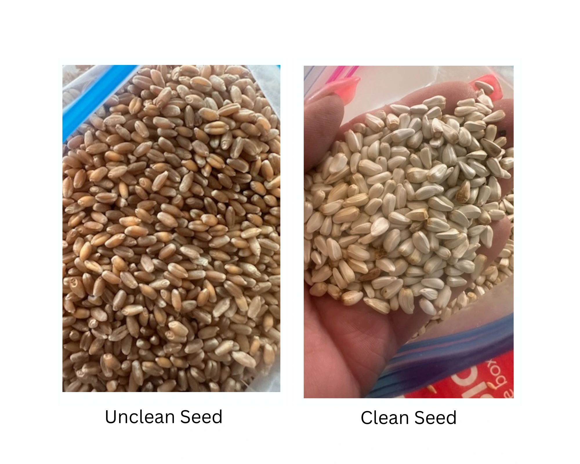 Gallery Image: Golden Waves llc Mobile Grain Cleaning