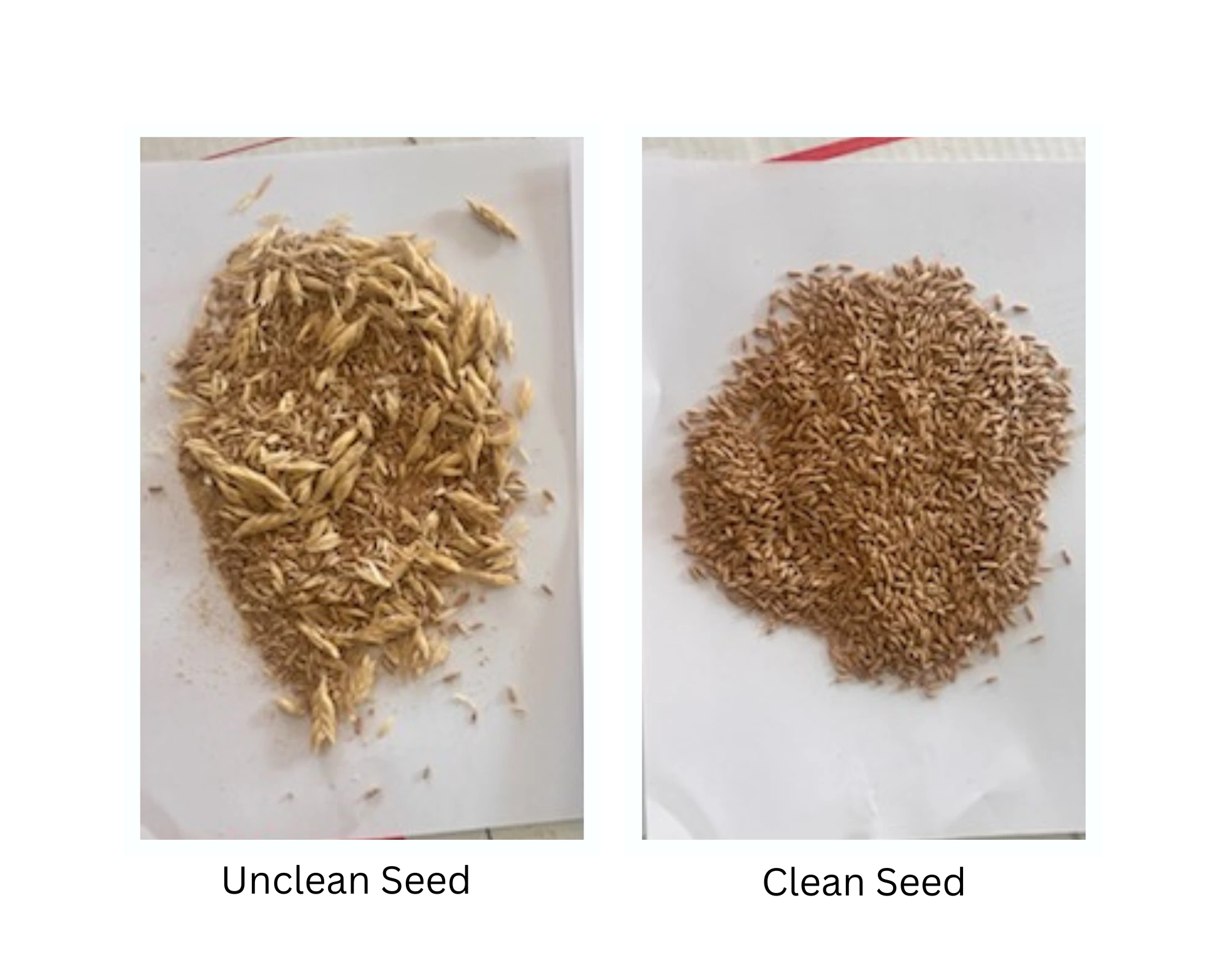 Gallery Image: Golden Waves llc Mobile Grain Cleaning