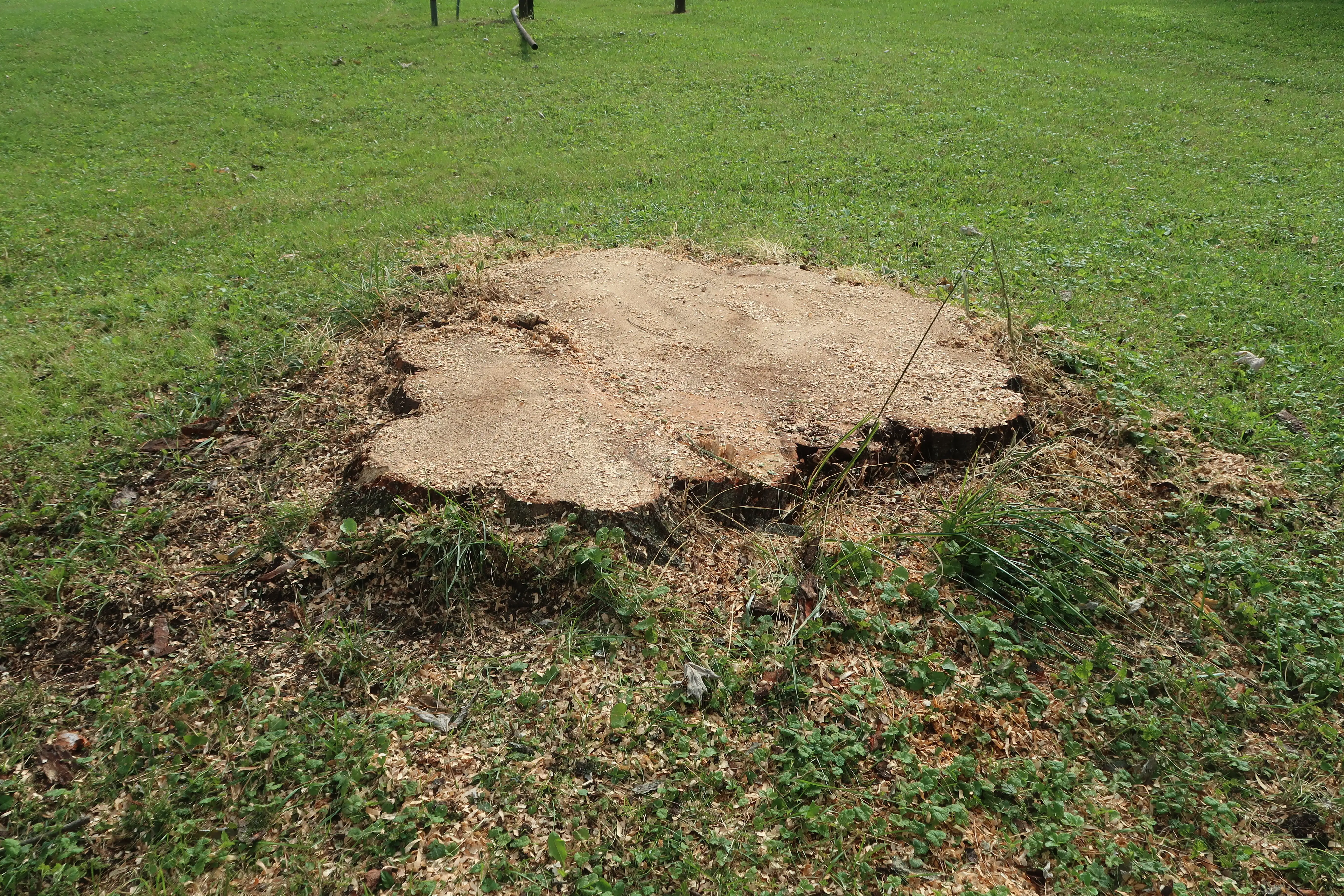 Gallery Image: Ground Level Stump Grinding