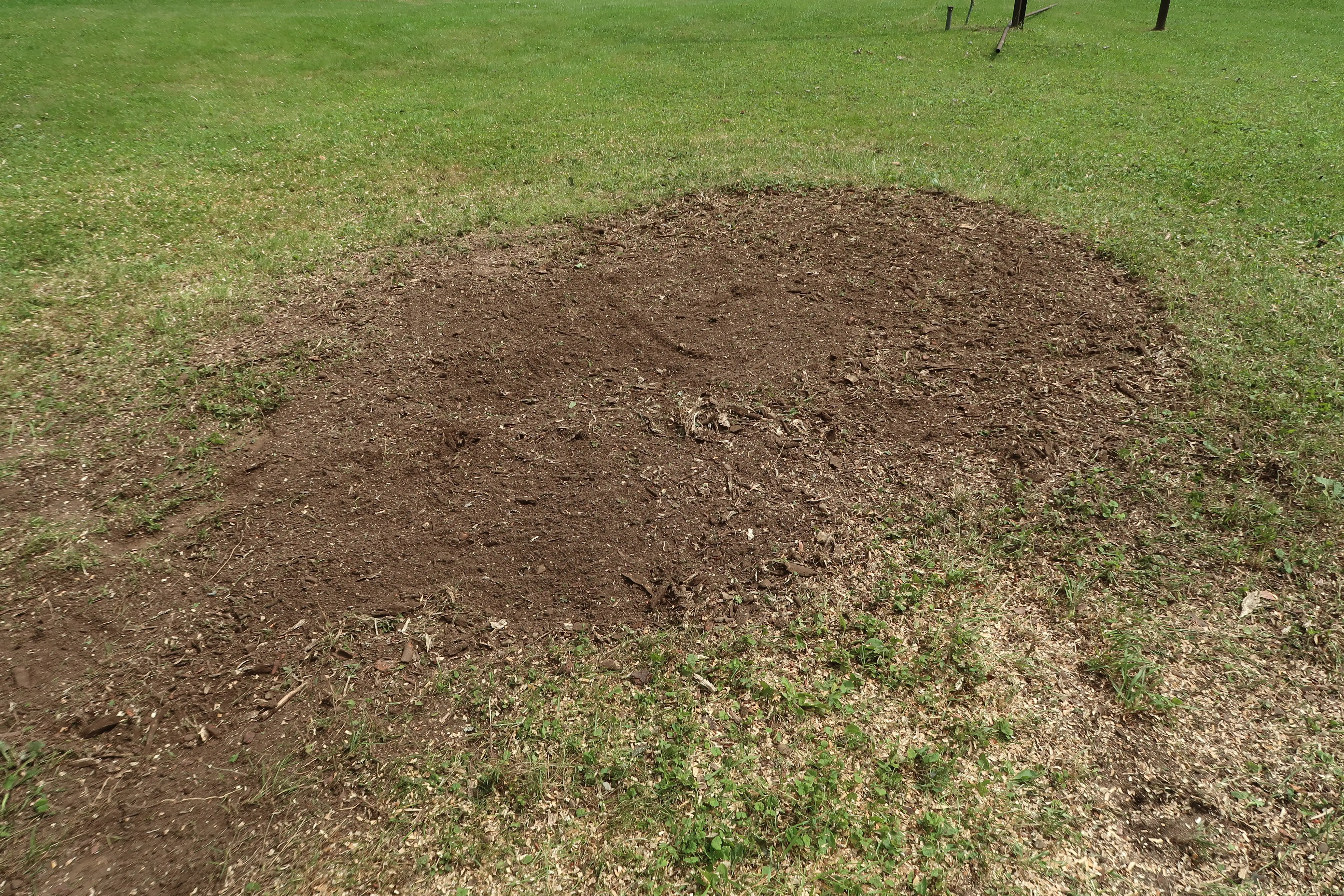 Gallery Image: Ground Level Stump Grinding