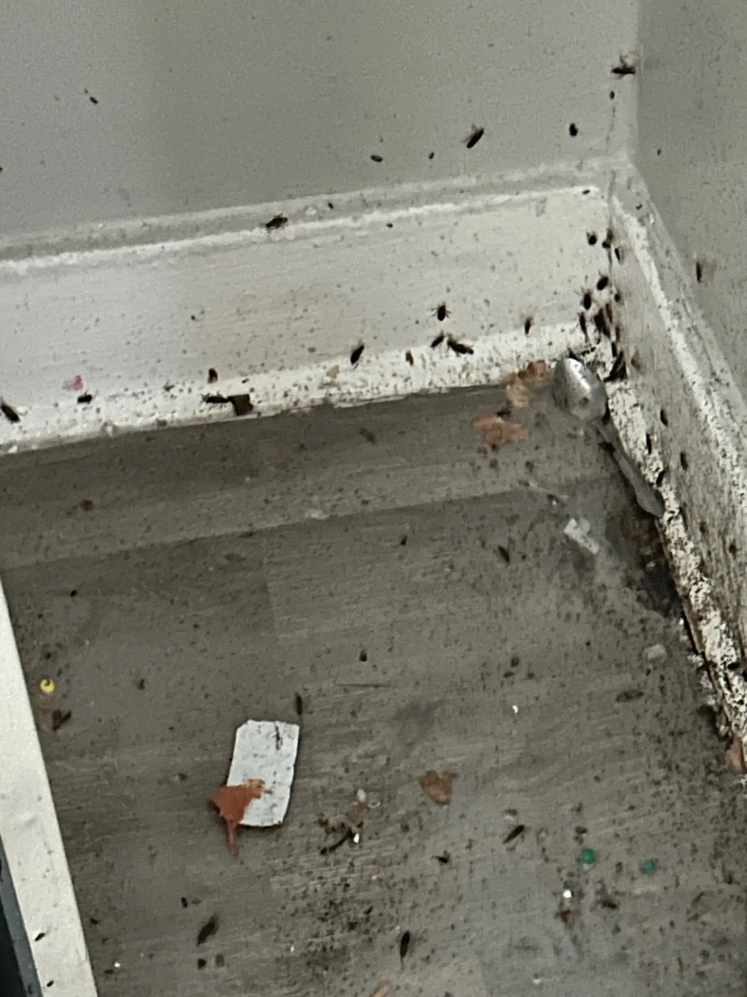 Gallery Image: Silver Springs Pest Control Co
