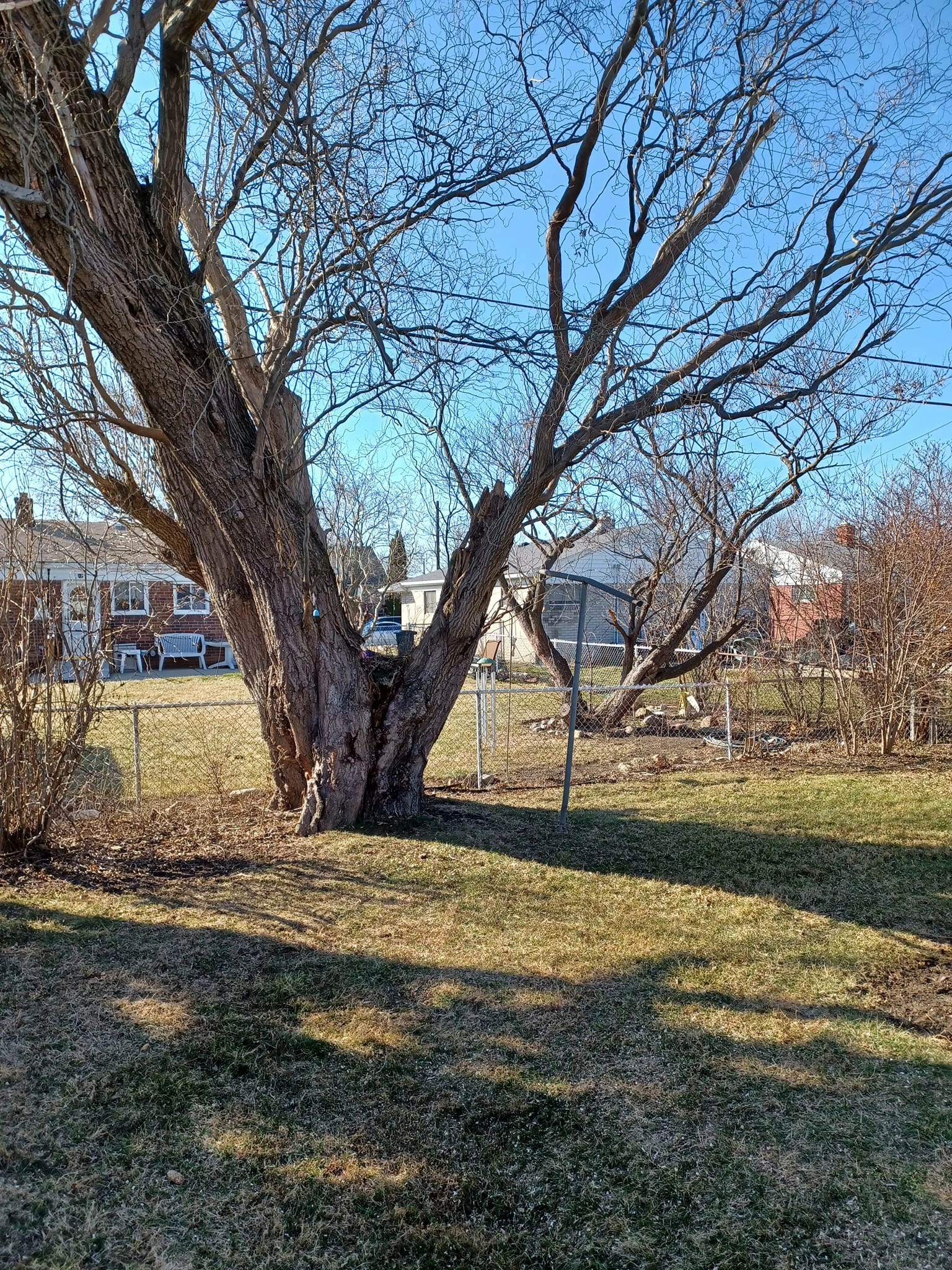 Tree & Stump Services