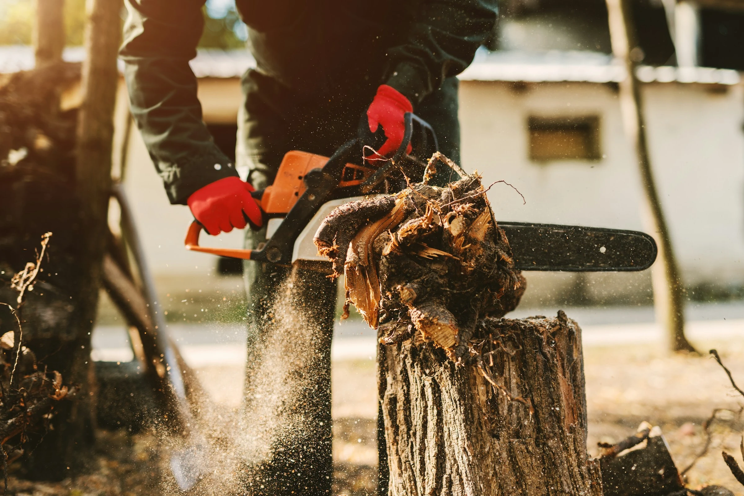 Professional Tree Removal